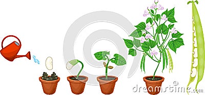 Life cycle of bean plant. Growth stages from seeding to flowering and fruiting plant in flower pot Vector Illustration